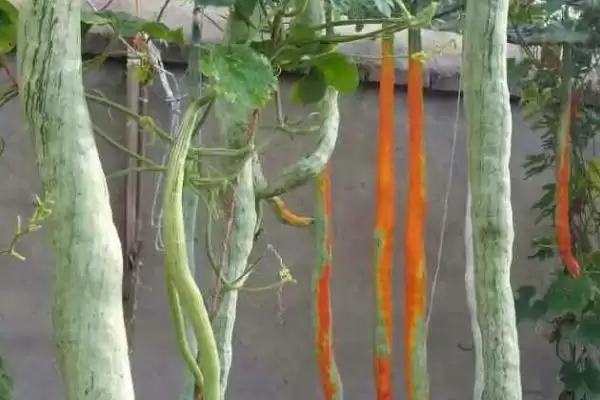 蛇瓜收获的方法和重点？收获蛇瓜要做好哪些细节？插图2