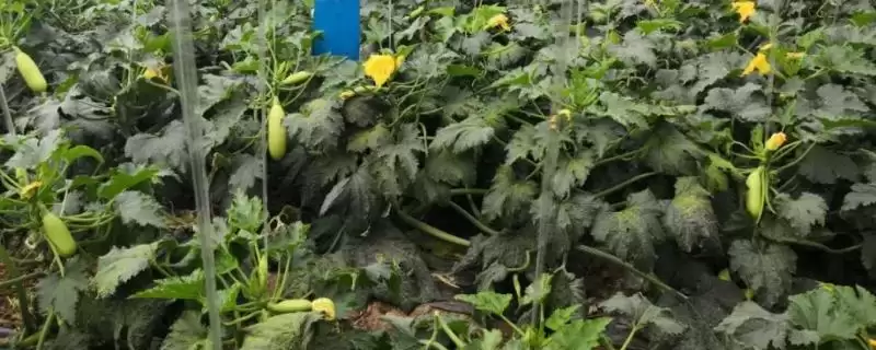 西葫芦种植技术的方法和重点?种西葫芦要做好哪些细节?-会东网