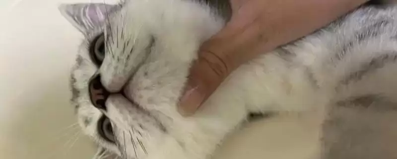 猫咪黑下巴该如何治疗 ,猫咪黑下巴可涂含氟氧沙星药物-会东网