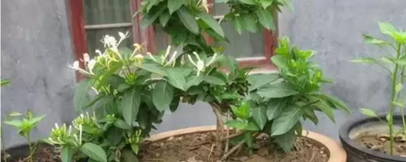 金银花枯萎的原因及补救 ,金银花枯萎由何引起及咋补救-会东网
