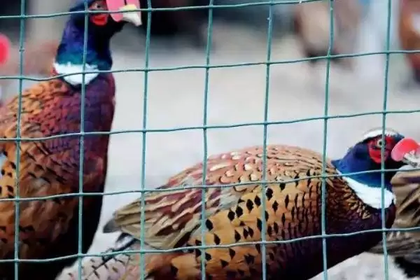 了解养殖野鸡售价的方法和重点?养鸡要做好哪些销售价格调研?插图3 了解养殖野鸡售价的方法和重点?养鸡要做好哪些销售价格调研?插图3