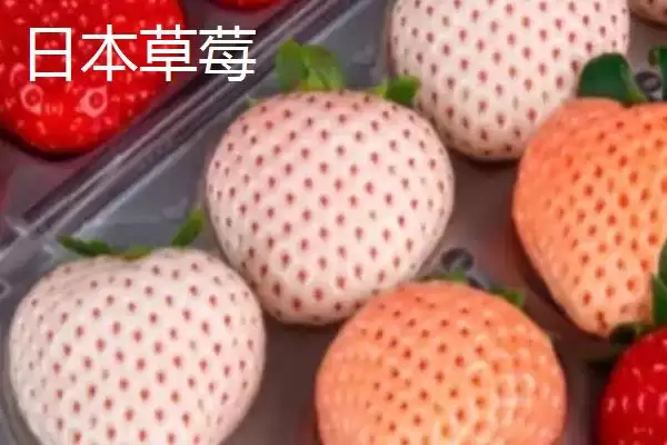 图片[8]-了解我国大陆地区最贵水果的方法和重点？认识大陆最贵水果要做好哪些细节？-会东网