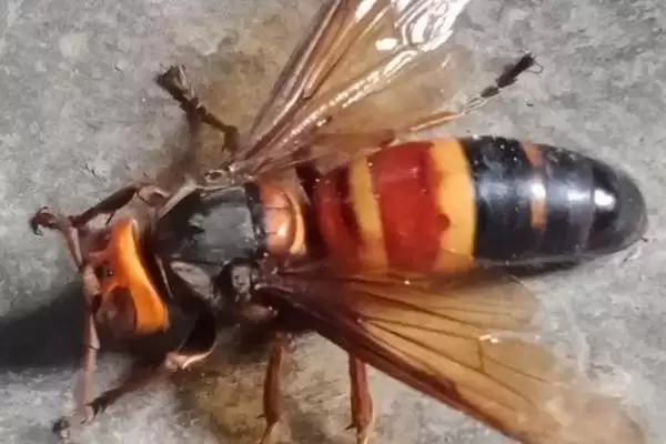 虎头蜂蛰了会死吗，被蛰者可能会有生命危险插图2