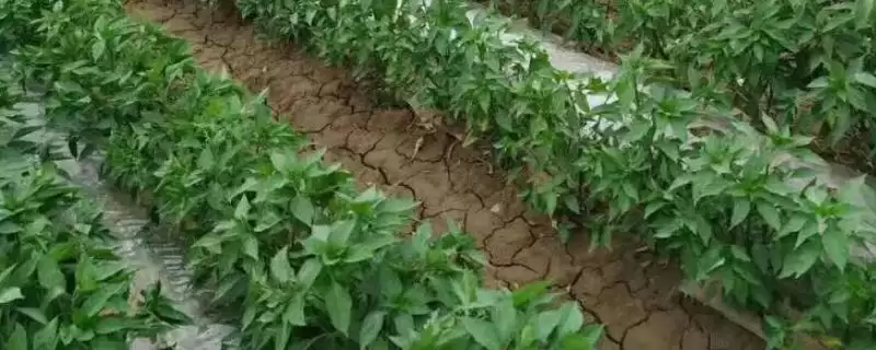 辣椒适龄壮苗的生育期 ,辣椒春季育苗为何需 70-100 天?-会东网