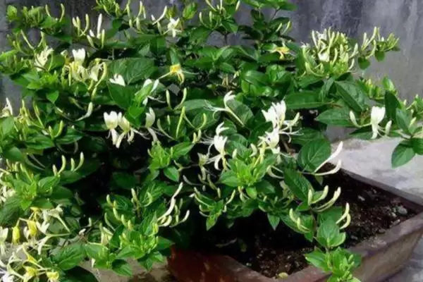 图片[4]-移栽金银花注意事项的方法和重点？移栽金银花注意事项要做好哪些细节？-会东网