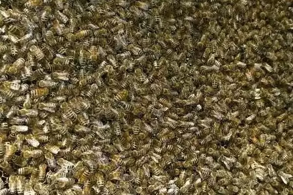 图片[3]-蜜蜂是如何扇风的，因蜂种不同而不同-会东网