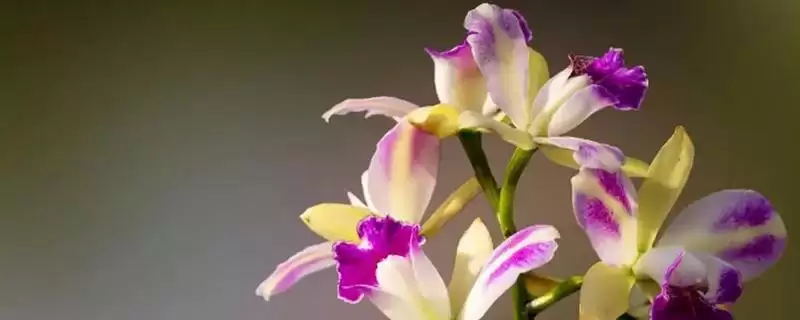 兰花开花期的浇水问题 ,兰花开花时为何选特定水浇水？-会东网