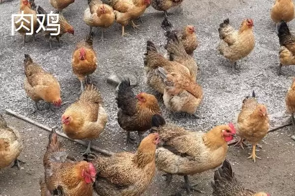 区分肉鸡和蛋鸡的方法和重点?养鸡要做好哪些养殖类型区分?插图1 区分肉鸡和蛋鸡的方法和重点?养鸡要做好哪些养殖类型区分?插图1