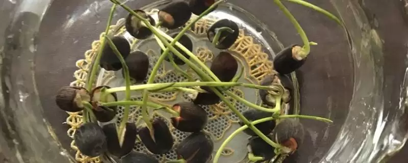 莲子的种植方法 ,莲子种植前为何要浸泡催芽？-会东网