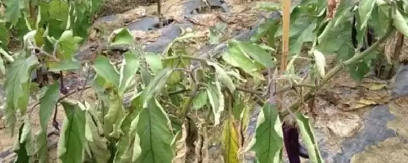 茄子猝倒病防治秘籍:种子和土壤药剂处理的要点-会东网