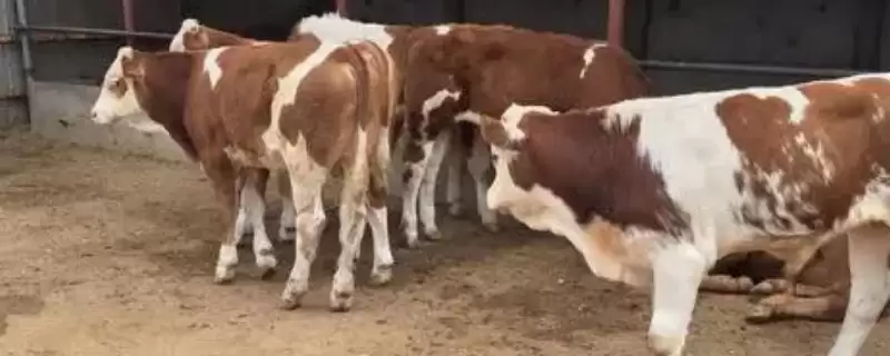 牛犊三个月能长多大?170斤左右的成长奇迹-会东网