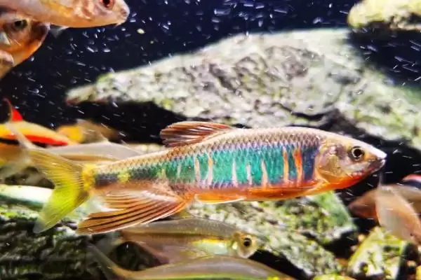 宽鳍鱲和马口鱼的区别 ,宽鳍鱲胸鳍的黑色斑点有何特征？插图9