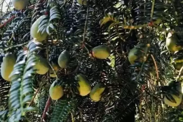 香榧的基本介绍和要点?了解香榧需关注哪些关键信息?插图1 香榧的基本介绍和要点?了解香榧需关注哪些关键信息?插图1