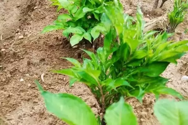 防治病虫害的适宜适期，害虫幼龄期、危险生育期、天敌敏感期适合用药插图7