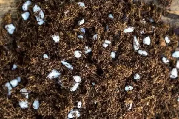 兰花的种植方法 ,兰花种植前为何要处理根系?插图1 兰花的种植方法 ,兰花种植前为何要处理根系?插图1