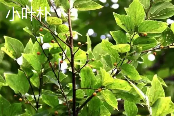 图片[4]-朴树常见品种大集合：可作绿化树种的优势品种介绍-会东网
