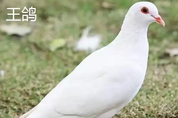图片[3]-肉鸽品种介绍？了解肉鸽品种要知晓哪些重要的品种特点？-会东网