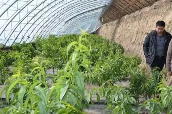 图片[7]-探寻油桃开裂原因的方法和重点？探寻油桃开裂原因要做好哪些细节？-会东网