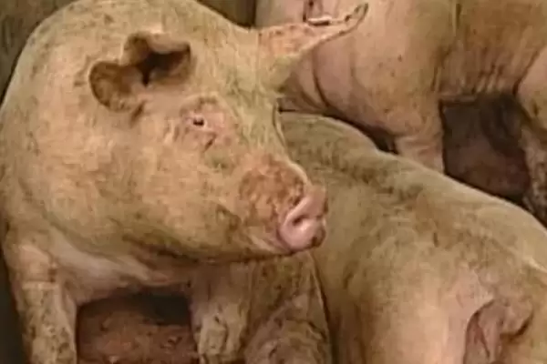 了解猪流感的方法和重点？养猪要做好哪些疫病知识储备细节？插图5