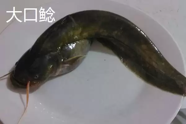 图片[6]-鲶鱼的凶猛本色：凶猛的捕食性鱼类的生存之道-会东网