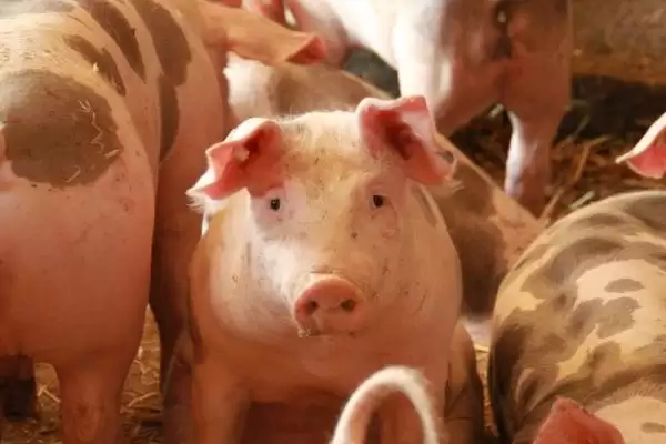 治疗猪发烧的方法和重点？养猪要做好哪些疾病治疗应急细节？插图3