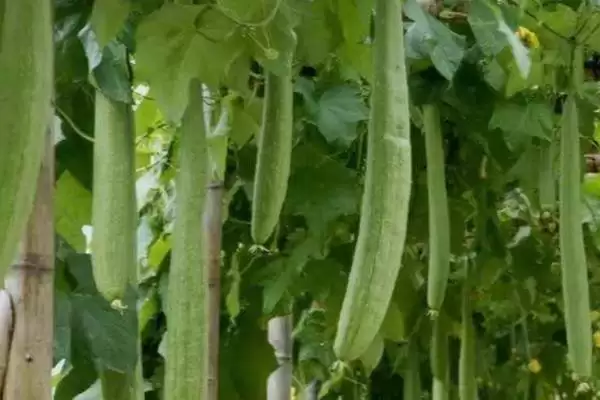 夏季丝瓜种植注意事项的方法和重点？夏季种丝瓜要做好哪些细节？插图2