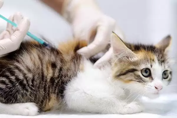 猫传腹腹水能抽水治疗吗 ,猫传腹腹水何时抽水缓解插图1