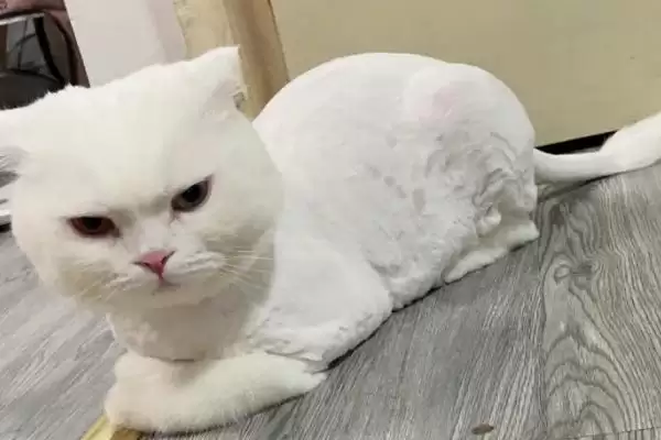 猫咪要如何进行美毛 ,猫咪美毛补充营养是关键因素插图3 猫咪要如何进行美毛 ,猫咪美毛补充营养是关键因素插图3