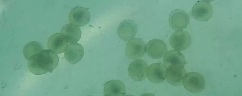 金鱼鱼卵的形态 ,金鱼鱼卵刚产出时是什么样的-会东网