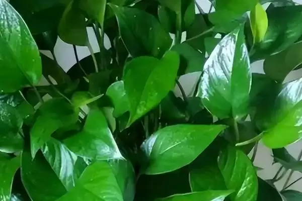 图片[3]-卫生间适合放什么小盆植物？选择卫生间摆放小盆植物要考虑哪些环境和养护要点？-会东网
