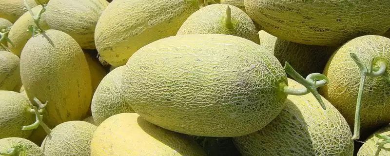 了解甜瓜品种的方法和重点?认识甜瓜品种要做好哪些细节?-会东网