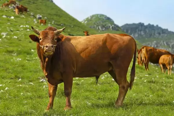 牛不打栏怎么办？骨粉、矿物质和微量元素来帮忙插图1