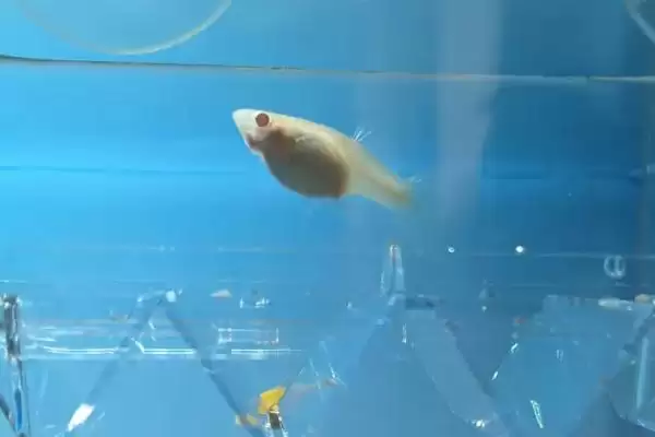 孔雀鱼受伤的原因 ,哪些情况会导致孔雀鱼受伤呢？插图1