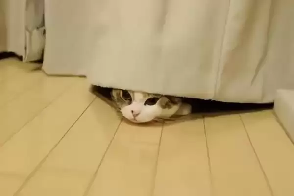 猫咪犯错后会有怎样的表现 ,猫咪犯错常装可怜或躲着观察插图1 猫咪犯错后会有怎样的表现 ,猫咪犯错常装可怜或躲着观察插图1