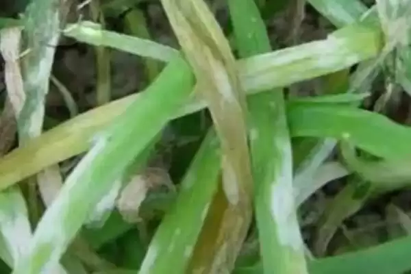 韭菜灰霉病的用药防治 ,韭菜灰霉病发病初期如何用药烟熏防治？插图4