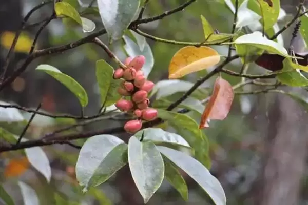 图片[5]-深山含笑和乐昌含笑有什么区别？区分深山含笑和乐昌含笑要关注什么？-会东网
