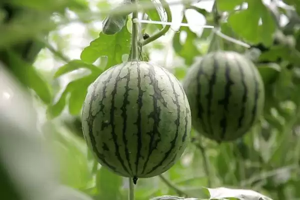 探寻中国哪里产出西瓜味道好的方法和重点？找味道好西瓜产地要做好哪些细节？插图2