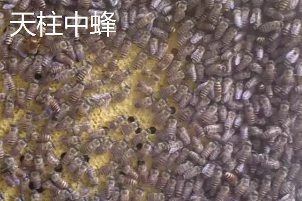 天柱中蜂和阿坝中蜂哪个好，要根据实际情况来综合考量插图1
