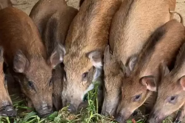 掌握特种野猪养殖特点的方法和重点?养猪要做好哪些特色养殖细节?插图1 掌握特种野猪养殖特点的方法和重点?养猪要做好哪些特色养殖细节?插图1