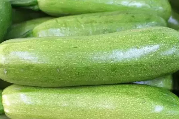 西葫芦种植技术的方法和重点?种西葫芦要做好哪些细节?插图8 西葫芦种植技术的方法和重点?种西葫芦要做好哪些细节?插图8