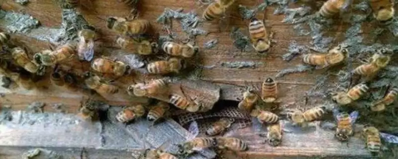 盗蜂的处理方法,需及时处理插图 盗蜂的处理方法,需及时处理插图