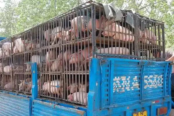 生猪长途运输的方法和重点？养猪要做好哪些运输注意细节？插图2