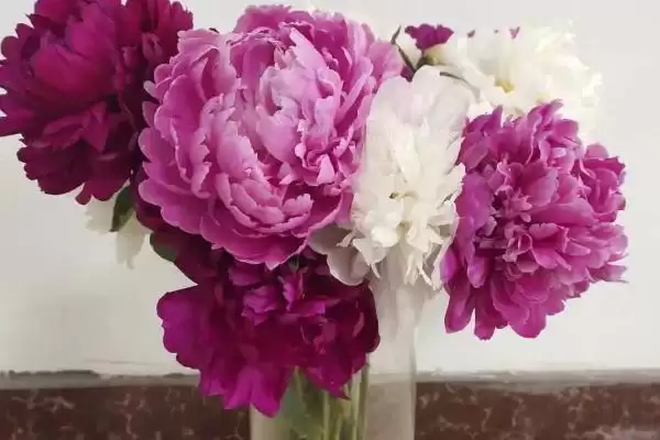 图片[3]-芍药花的水养方法？水养芍药花要遵循哪些科学的养护步骤？-会东网