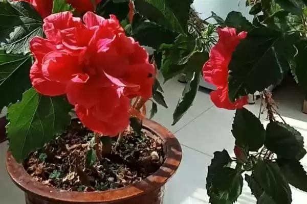 木菊花叶子发黄是什么原因呢,木菊花叶子发黄可能因浇水多或土壤板结插图3