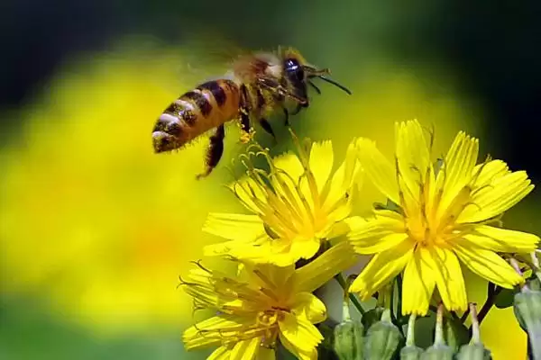 被土蜂蛰了怎么办，处理前要拔除毒针插图2