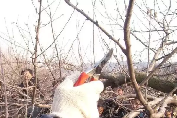 给苹果树修枝的作用,修枝可改善树体营养、提高果实品质插图4 给苹果树修枝的作用,修枝可改善树体营养、提高果实品质插图4