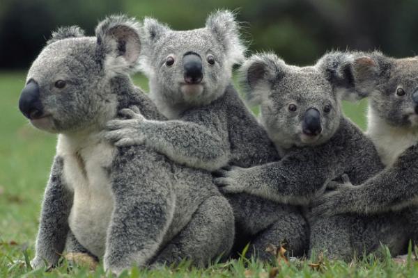 陈奕臻的头像-会东网