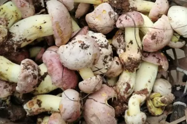 图片[4]-鉴别野生菌是否有毒的方法和重点？鉴别野生菌是否有毒要做好哪些细节？-会东网