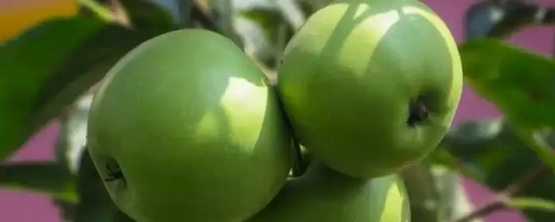 有哪些冷门苹果品种,包括印度青苹果、黄香蕉苹果、红星苹果等种类-会东网