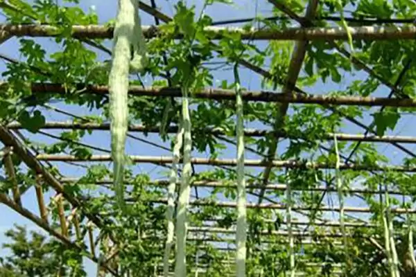 蛇瓜种植技术的方法和重点?种蛇瓜要做好哪些细节?插图1 蛇瓜种植技术的方法和重点?种蛇瓜要做好哪些细节?插图1